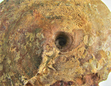 Load image into Gallery viewer, Uncommon large Strigoceras ammonite display fossil