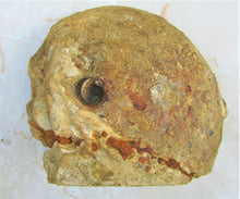 Load image into Gallery viewer, Uncommon large Strigoceras ammonite display fossil