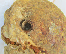 Load image into Gallery viewer, Uncommon large Strigoceras ammonite display fossil