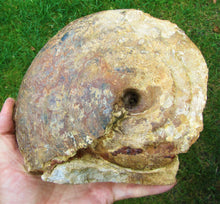 Load image into Gallery viewer, Uncommon large Strigoceras ammonite display fossil