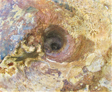 Load image into Gallery viewer, Uncommon large Strigoceras ammonite display fossil