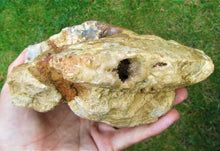 Load image into Gallery viewer, Uncommon large Strigoceras ammonite display fossil