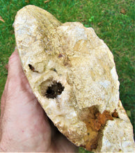 Load image into Gallery viewer, Uncommon large Strigoceras ammonite display fossil