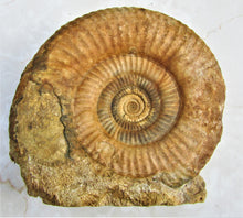 Load image into Gallery viewer, High-quality Leptosphinctes display ammonite (168 mm)
