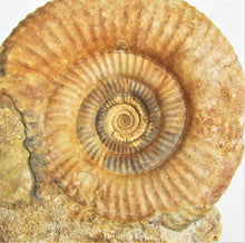 Load image into Gallery viewer, High-quality Leptosphinctes display ammonite (168 mm)