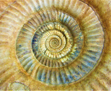 Load image into Gallery viewer, High-quality Leptosphinctes display ammonite (168 mm)