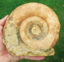 Load image into Gallery viewer, High-quality Leptosphinctes display ammonite (168 mm)