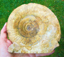 Load image into Gallery viewer, High-quality Leptosphinctes display ammonite (168 mm)