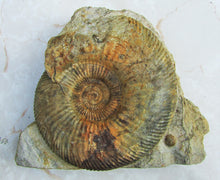 Load image into Gallery viewer, <em>Parkinsonia dorsetensis</em> ammonite display fossil
