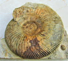 Load image into Gallery viewer, <em>Parkinsonia dorsetensis</em> ammonite display fossil