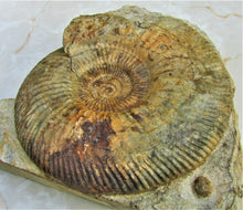 Load image into Gallery viewer, <em>Parkinsonia dorsetensis</em> ammonite display fossil