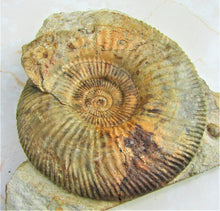 Load image into Gallery viewer, <em>Parkinsonia dorsetensis</em> ammonite display fossil