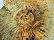 Load image into Gallery viewer, <em>Parkinsonia dorsetensis</em> ammonite display fossil