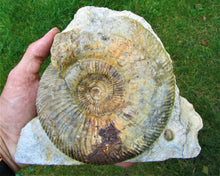 Load image into Gallery viewer, <em>Parkinsonia dorsetensis</em> ammonite display fossil
