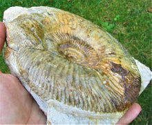 Load image into Gallery viewer, <em>Parkinsonia dorsetensis</em> ammonite display fossil