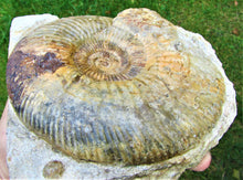 Load image into Gallery viewer, <em>Parkinsonia dorsetensis</em> ammonite display fossil