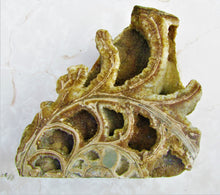 Load image into Gallery viewer, Large <em>Asteroceras stellare</em> polished ammonite display piece