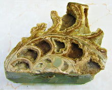 Load image into Gallery viewer, Large <em>Asteroceras stellare</em> polished ammonite display piece