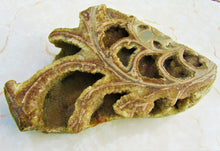 Load image into Gallery viewer, Large <em>Asteroceras stellare</em> polished ammonite display piece