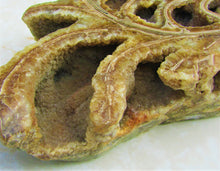 Load image into Gallery viewer, Large <em>Asteroceras stellare</em> polished ammonite display piece