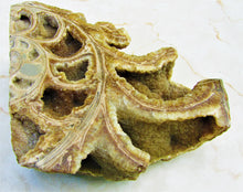 Load image into Gallery viewer, Large <em>Asteroceras stellare</em> polished ammonite display piece