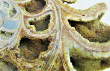 Load image into Gallery viewer, Large <em>Asteroceras stellare</em> polished ammonite display piece
