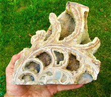 Load image into Gallery viewer, Large <em>Asteroceras stellare</em> polished ammonite display piece