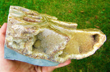 Load image into Gallery viewer, Large <em>Asteroceras stellare</em> polished ammonite display piece