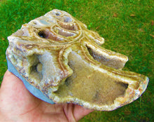 Load image into Gallery viewer, Large <em>Asteroceras stellare</em> polished ammonite display piece
