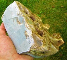 Load image into Gallery viewer, Large <em>Asteroceras stellare</em> polished ammonite display piece