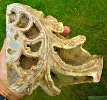 Load image into Gallery viewer, Large <em>Asteroceras stellare</em> polished ammonite display piece