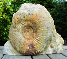 Load image into Gallery viewer, <em>Parkinsonia dorsetensis</em> ammonite display fossil