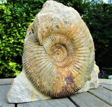 Load image into Gallery viewer, <em>Parkinsonia dorsetensis</em> ammonite display fossil