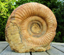 Load image into Gallery viewer, High-quality Leptosphinctes display ammonite (168 mm)