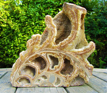 Load image into Gallery viewer, Large <em>Asteroceras stellare</em> polished ammonite display piece