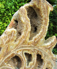 Load image into Gallery viewer, Large <em>Asteroceras stellare</em> polished ammonite display piece