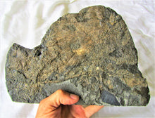 Load image into Gallery viewer, Huge uncommon crinoid (265 mm) colony <em>Pentacrinites</em>