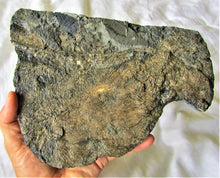 Load image into Gallery viewer, Huge uncommon crinoid (265 mm) colony <em>Pentacrinites</em>