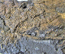 Load image into Gallery viewer, Huge uncommon crinoid (265 mm) colony <em>Pentacrinites</em>