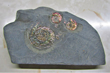 Load image into Gallery viewer, Rainbow iridescent Psiloceras multi-ammonite display piece
