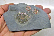 Load image into Gallery viewer, Rainbow iridescent Psiloceras multi-ammonite display piece