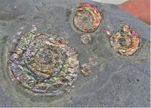 Load image into Gallery viewer, Rainbow iridescent Psiloceras multi-ammonite display piece