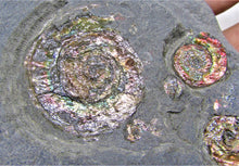Load image into Gallery viewer, Rainbow iridescent Psiloceras multi-ammonite display piece