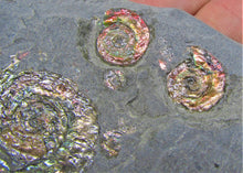 Load image into Gallery viewer, Rainbow iridescent Psiloceras multi-ammonite display piece