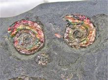 Load image into Gallery viewer, Rainbow iridescent Psiloceras multi-ammonite display piece
