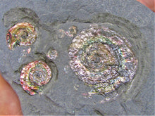 Load image into Gallery viewer, Rainbow iridescent Psiloceras multi-ammonite display piece