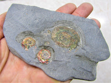 Load image into Gallery viewer, Rainbow iridescent Psiloceras multi-ammonite display piece