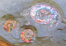 Load image into Gallery viewer, Rainbow iridescent Psiloceras multi-ammonite display piece