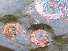 Load image into Gallery viewer, Rainbow iridescent Psiloceras multi-ammonite display piece