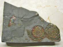 Load image into Gallery viewer, Rainbow iridescent double Psiloceras ammonite display piece